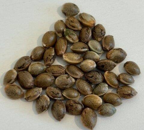 Lemon Tree Image of Seeds | Cannabiz Seed Lemon Tree Image of Seeds