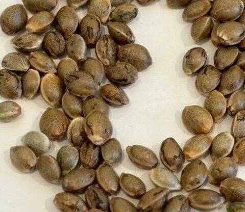 Loud Dream Image of Seeds | Cannabiz Seed Loud Dream Image of Seeds