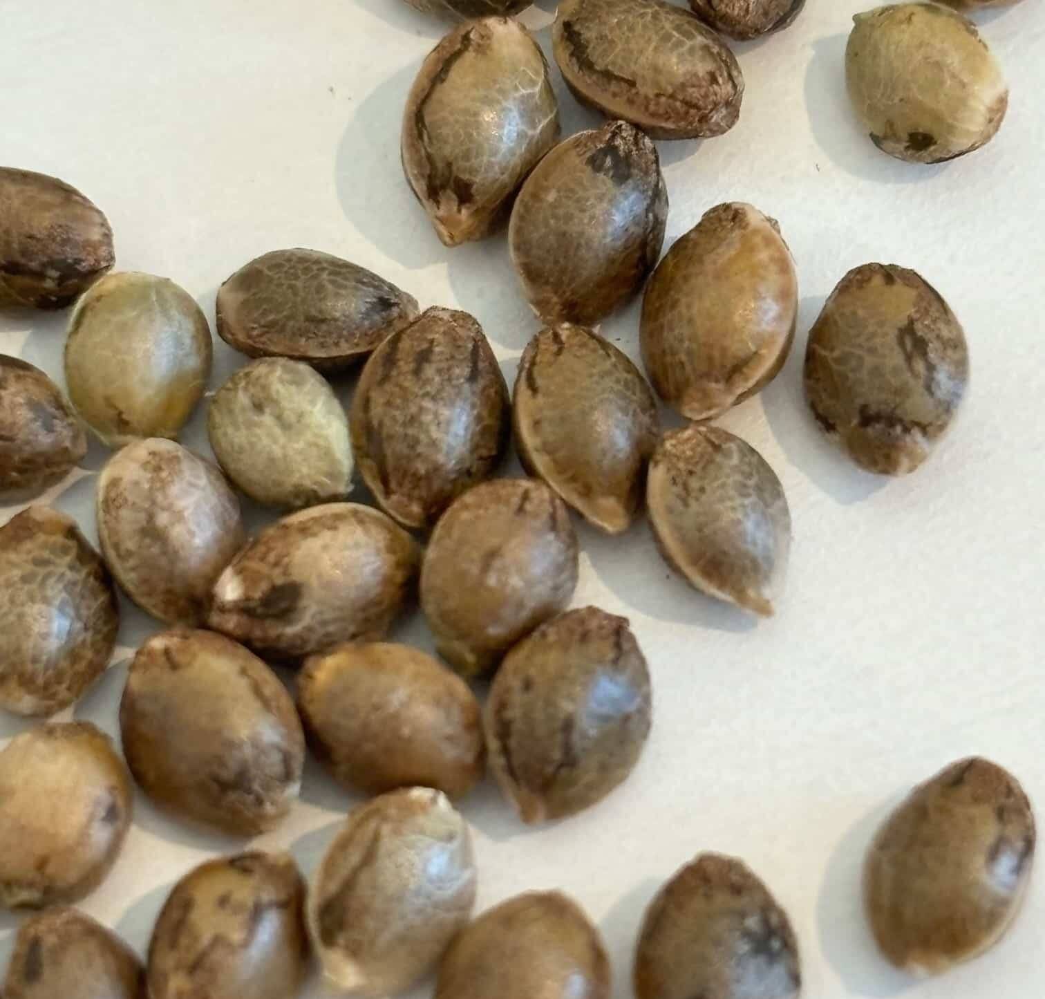 Purple Sunset Autoflower Image of Seeds | Cannabiz Seed Purple Sunset Autoflower Image of Seeds