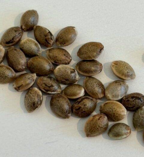 Snoop Dog OG Image of Seeds | Cannabiz Seed Snoop Dog OG Image of Seeds