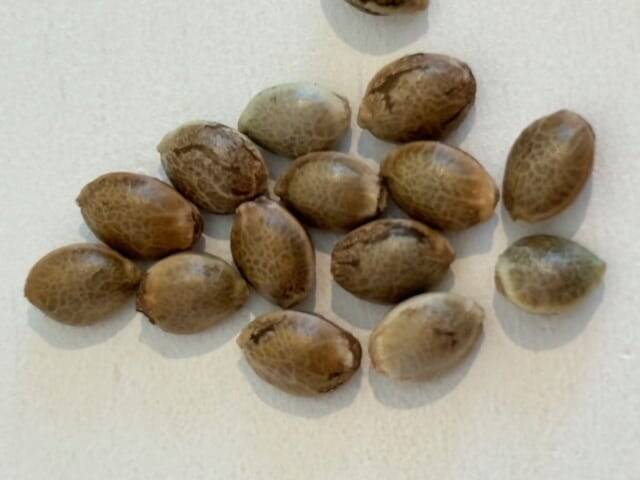 Vietnamese Black Image of Seeds | Cannabiz Seed Vietnamese Black Image of Seeds