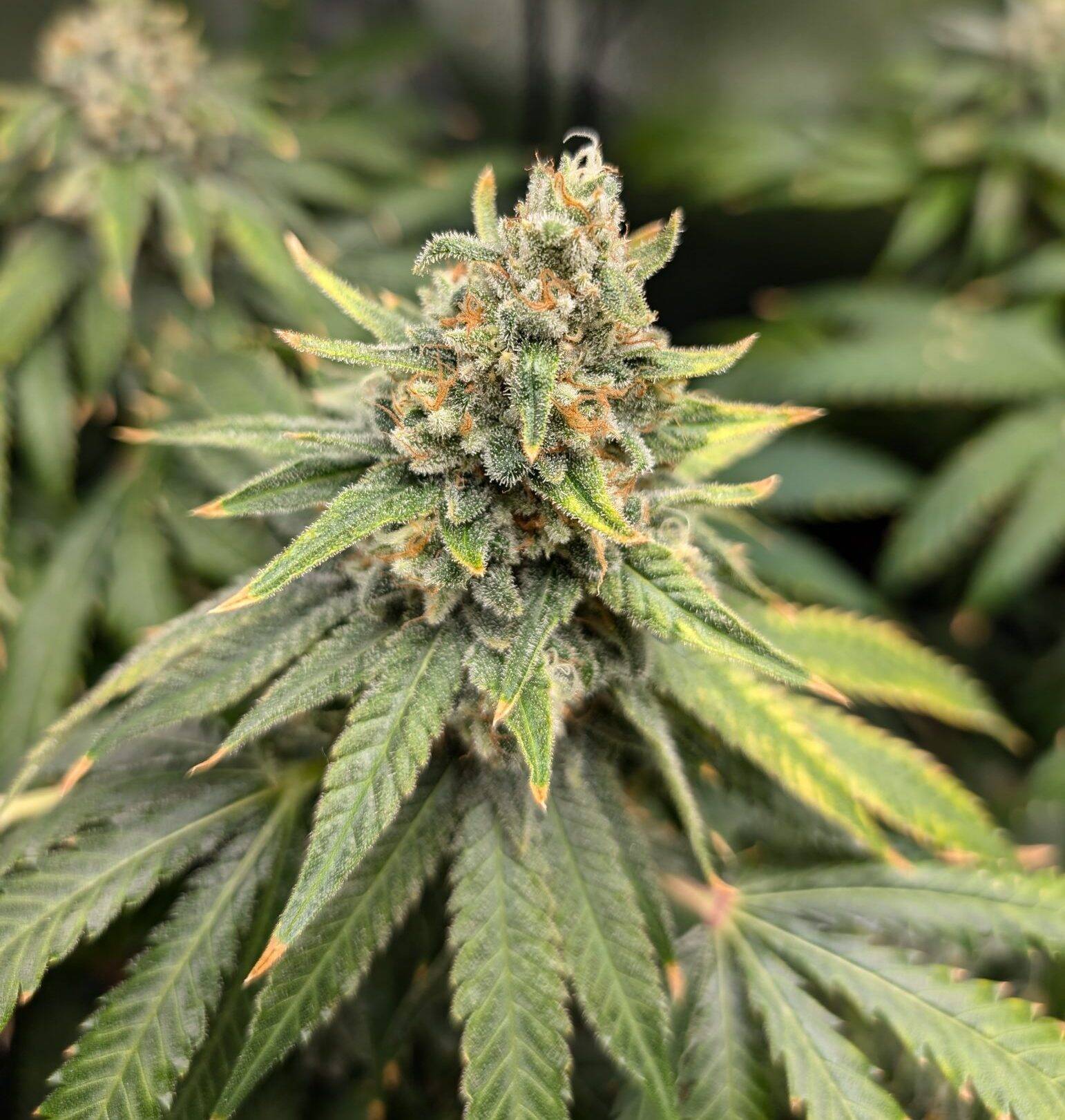 Afghan Feminized Cannabis | Cannabiz Seed Afghan Feminized Cannabis Image