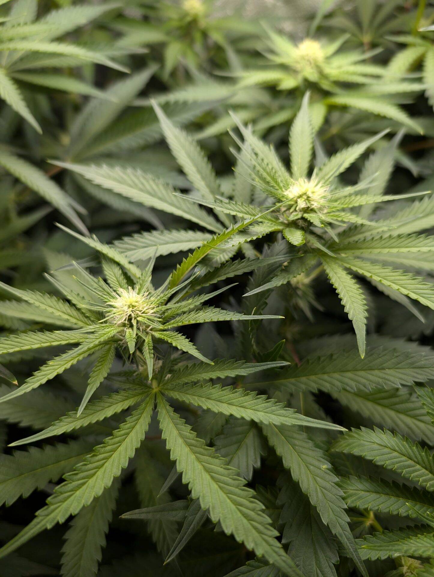 Afghan Flowering Phase | Cannabiz Seed Fase de floración afgana en el cuarto de cultivo