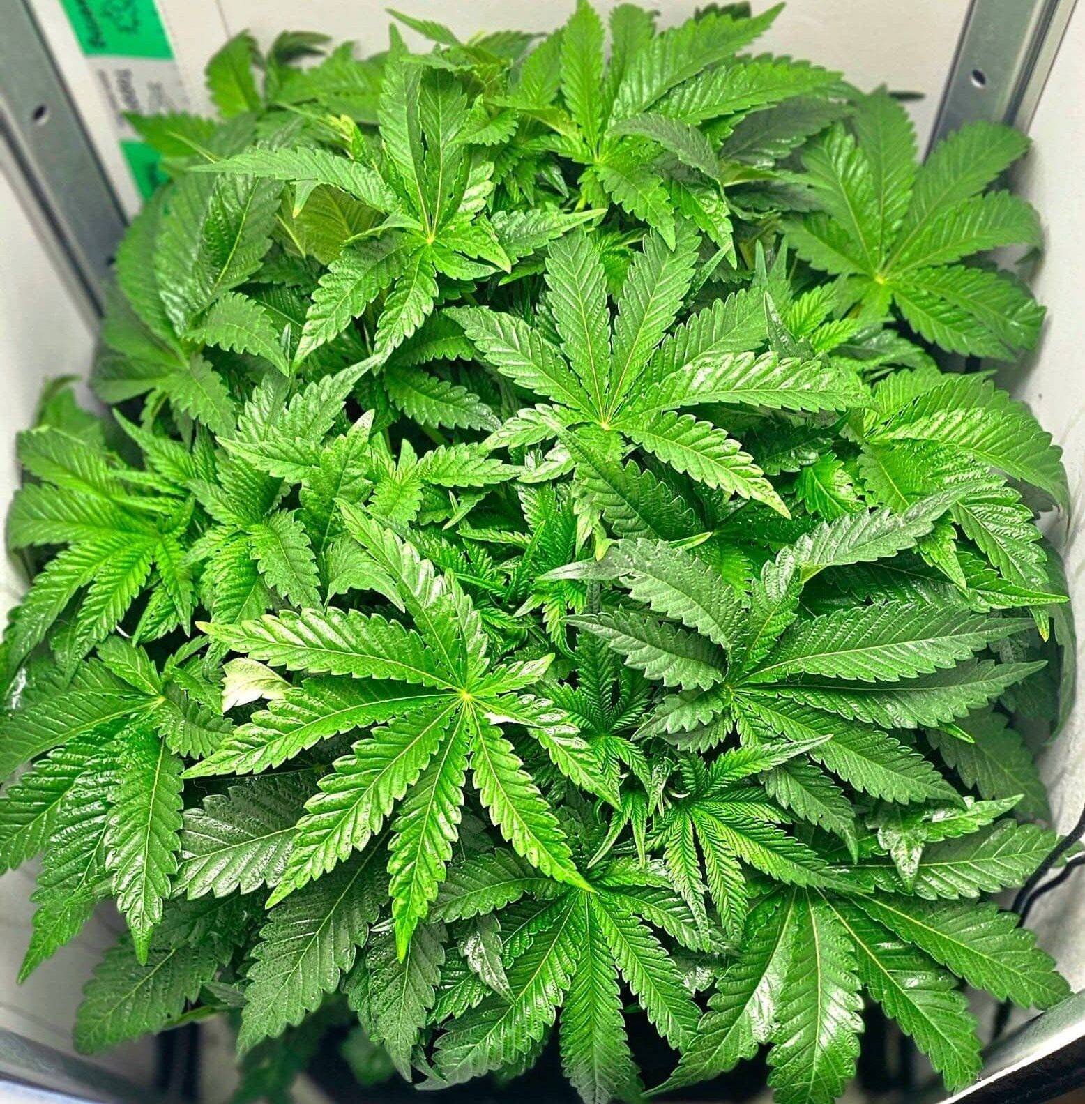 Amnesia Lemon Regular Beginning Stages | Cannabiz Seed Amnesia Lemon Regular Beginning Stages