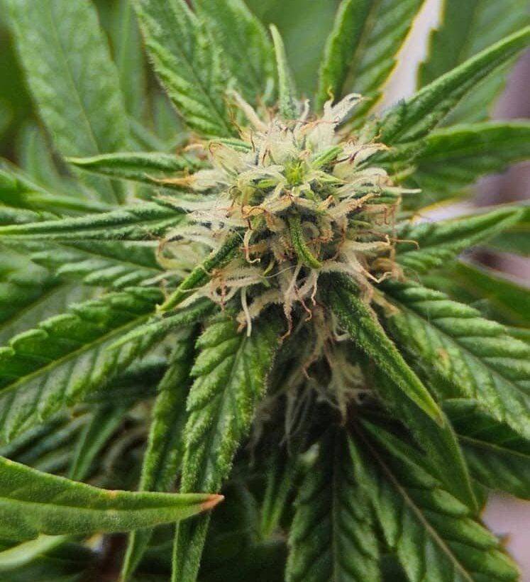 Amnesia Lemon Regular Cannabis Plant | Cannabiz Seed Amnesia Lemon Regular Cannabis Plant