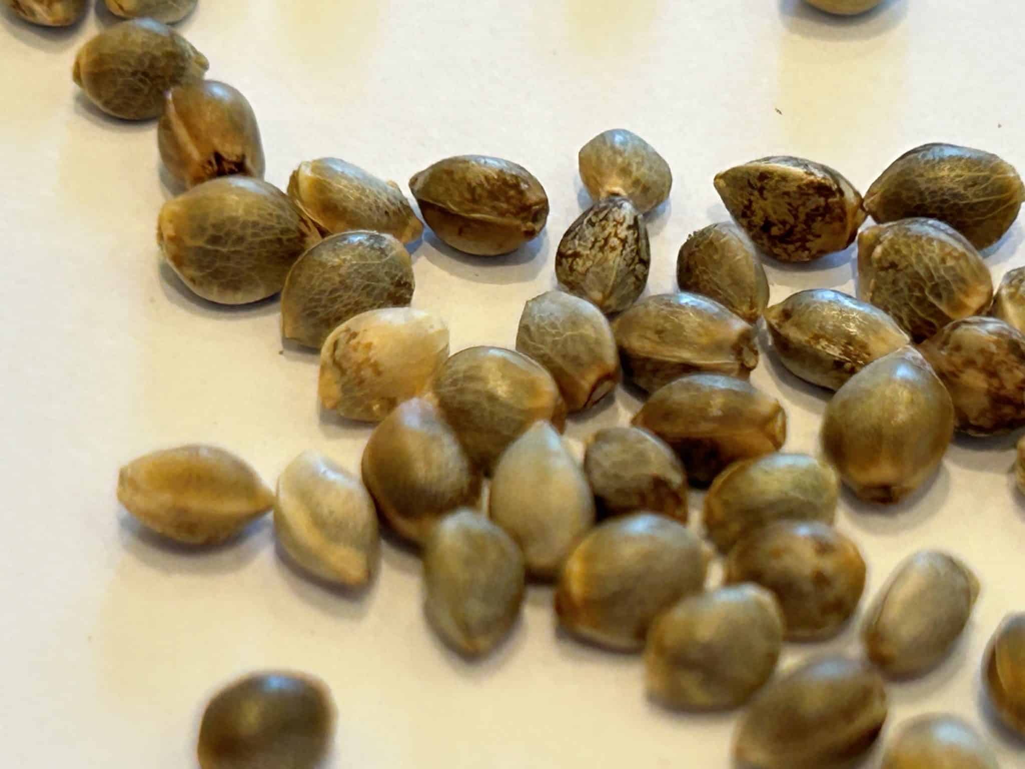 Amnesia Lemon Regular Cannabis Seeds | Cannabiz Seed Amnesia Lemon Regular Cannabis Seeds