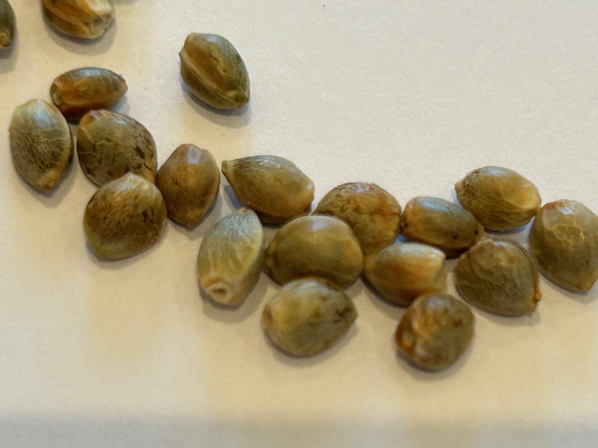 Black Mamba Autoflower Cannabis Seeds | Cannabiz Seed Black Mamba Autoflower Cannabis Seemned