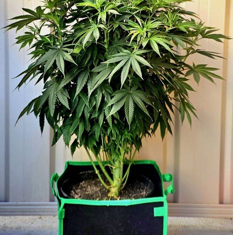 Death Bubba Autoflower Beginning Stages | Cannabiz Seed Death Bubba Autoflower Beginning Stages