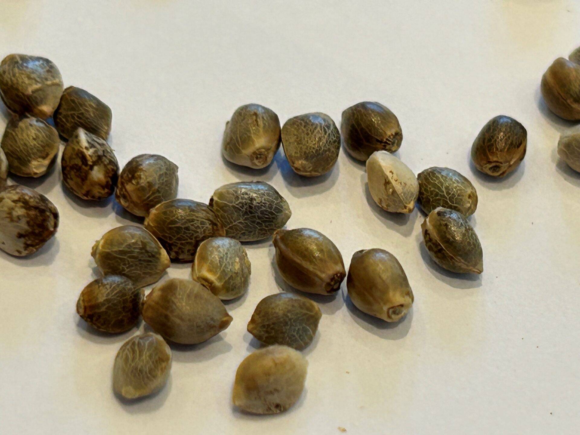 Death Bubba Autoflower Cannabis Seeds | Cannabiz Seed Death Bubba Autoflower Cannabis Seeds