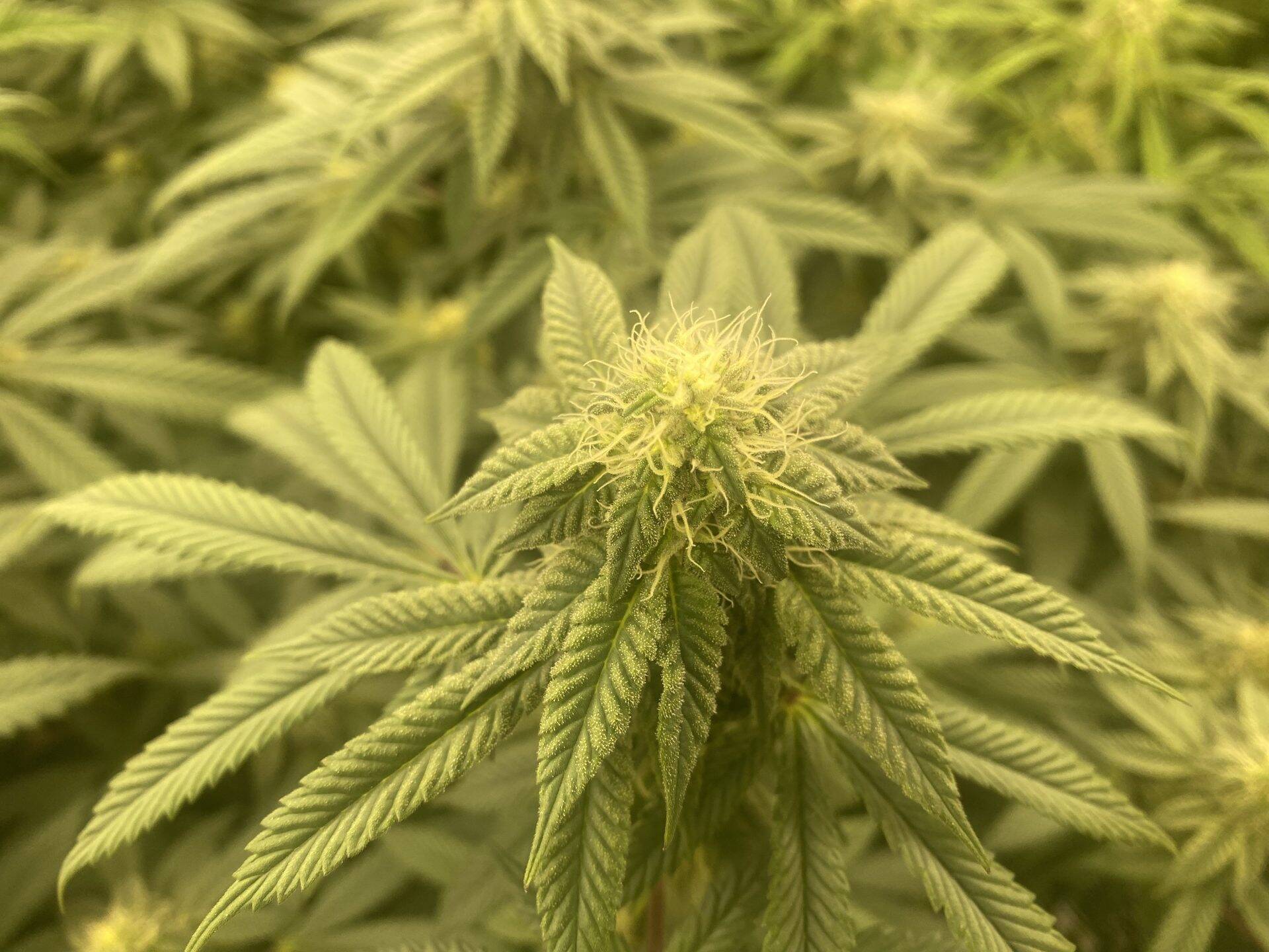 Lemon Skunk Autoflower Cannabis Plant | Cannabiz Seed Lemon Skunk Autoflower Cannabis Plant