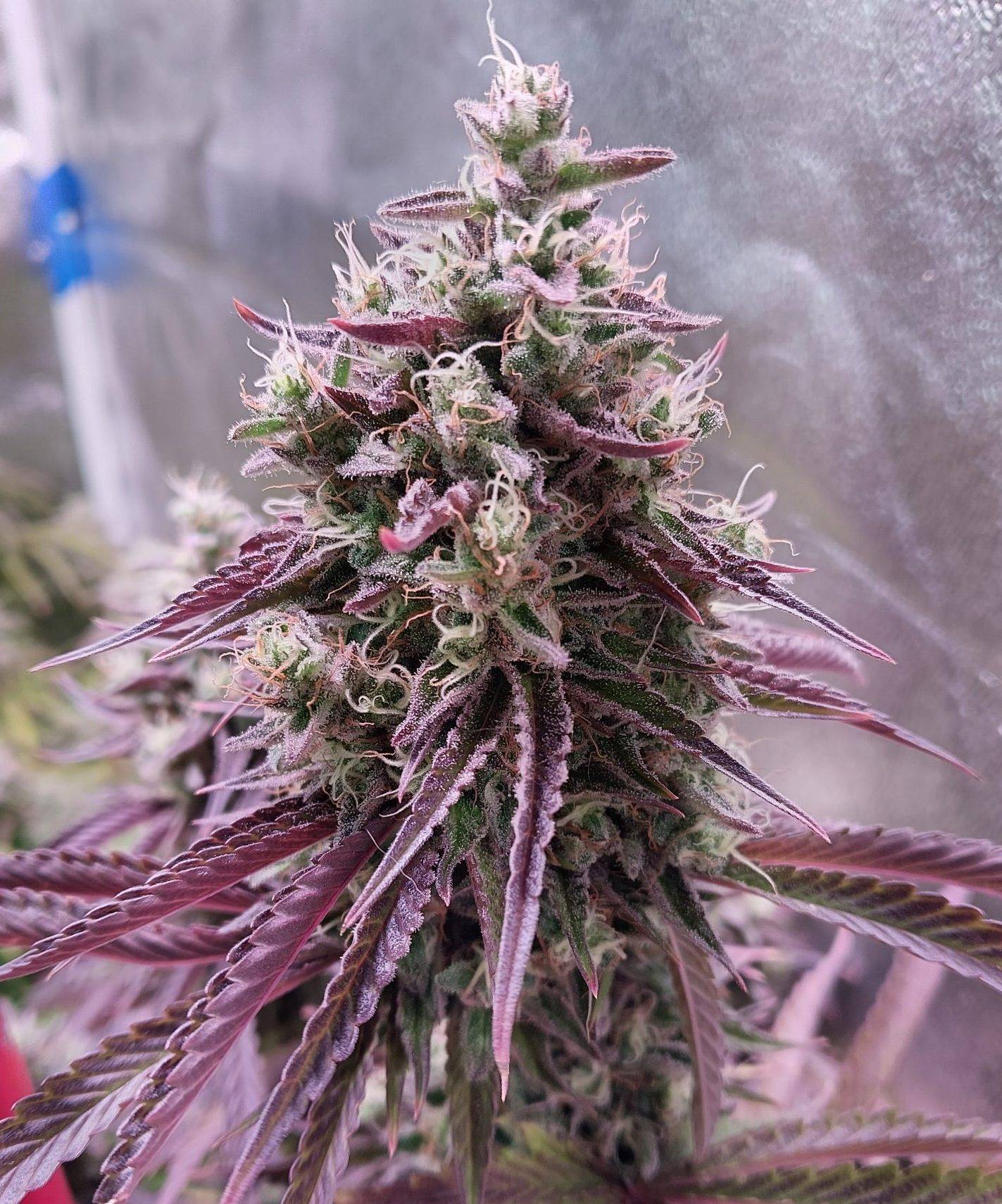 Mimosa Feminized Cannabis | Cannabiz Seed Mimosa Feminisiertes Cannabis Indoor Gewachsen