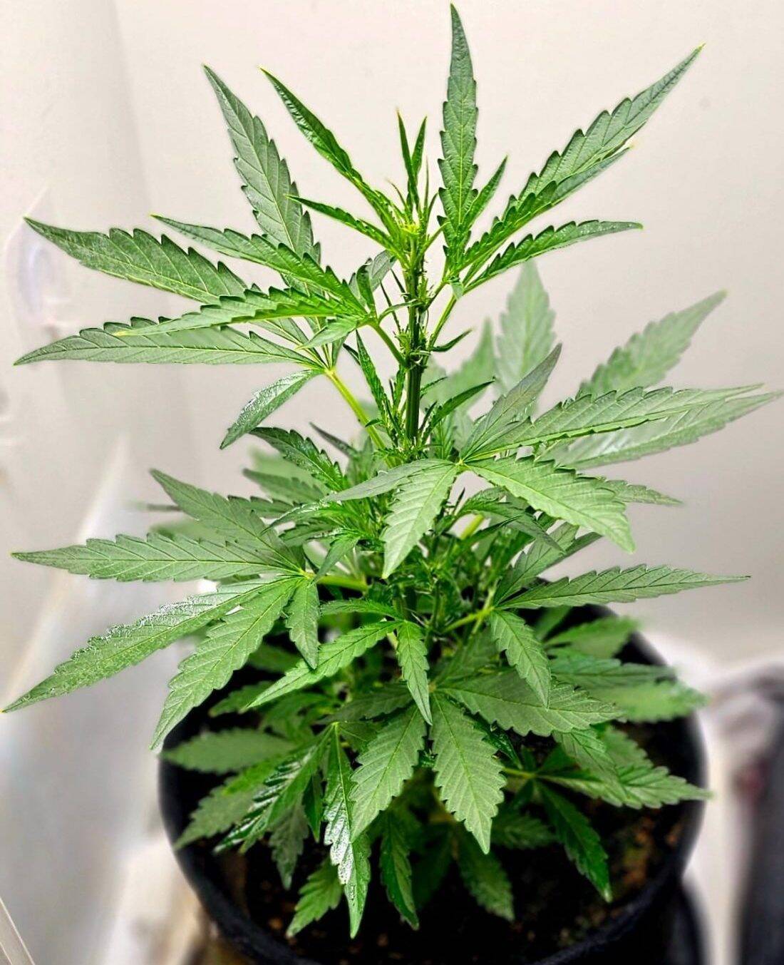 Purple Berry Autoflower Beginning Stages | Cannabiz Seed Purple Berry autoflower beginstadium