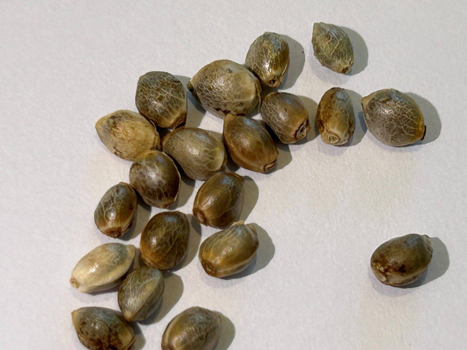 Durban Poison Autoflower Image of Seeds | Cannabiz Seed Durban Poison Autoflower Cannabis Seeds