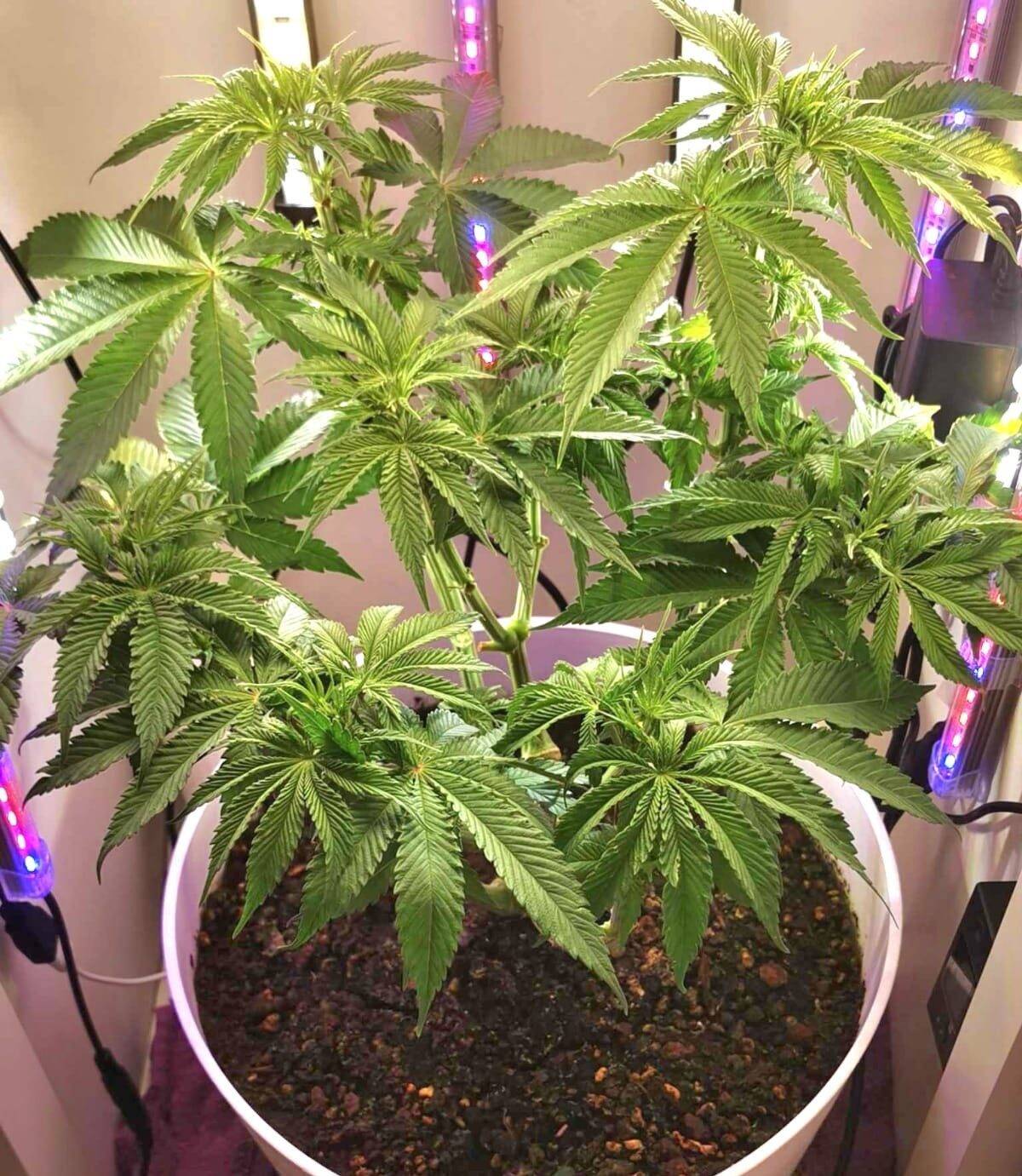 Bear Dance Autoflower Beginning Stages | Cannabiz Seed Bear Dance Autofloreciente Etapas Iniciales