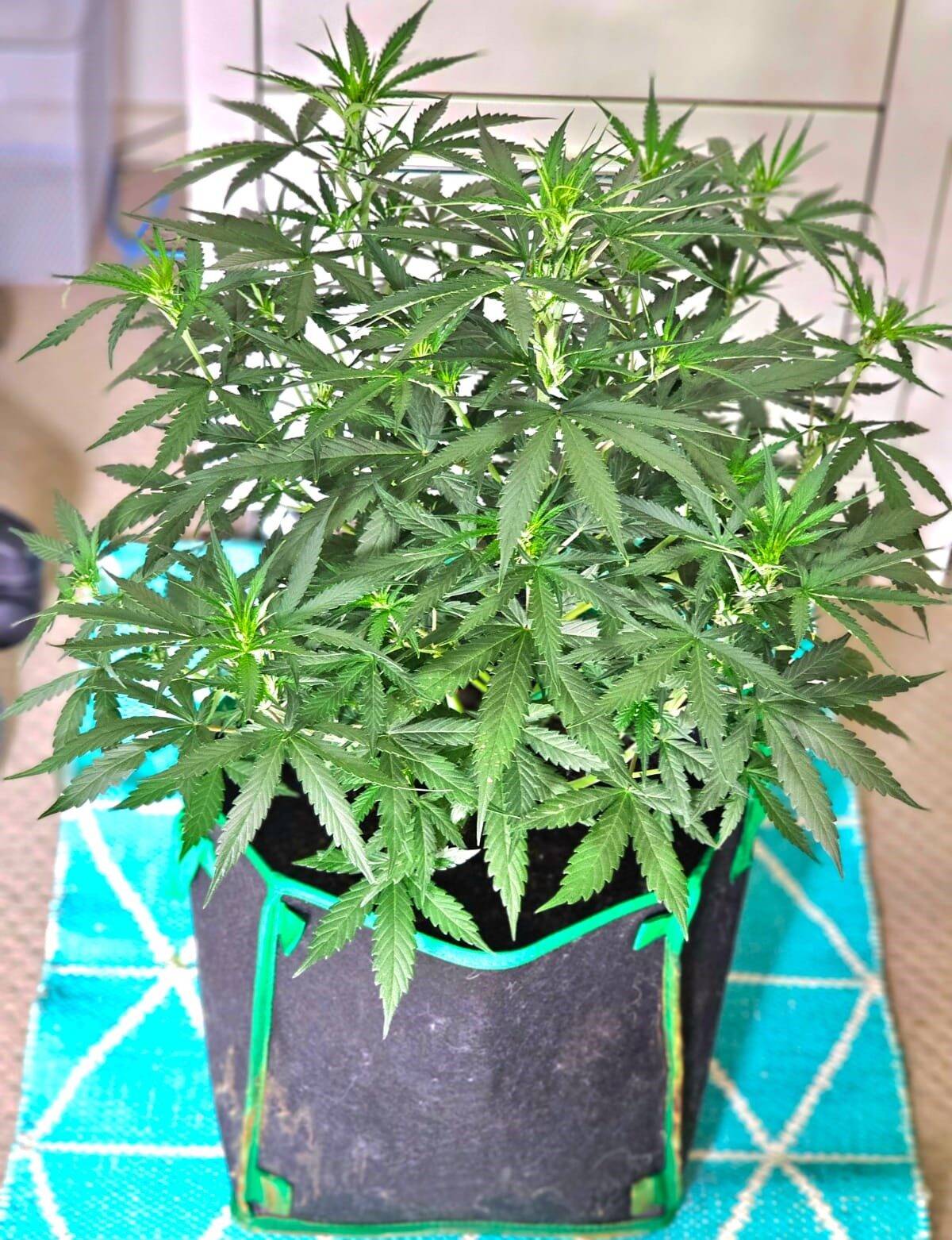 Candy Kush Autoflower Beginning Stages | Cannabiz Seed Candy Kush Autoflower Beginning Stages