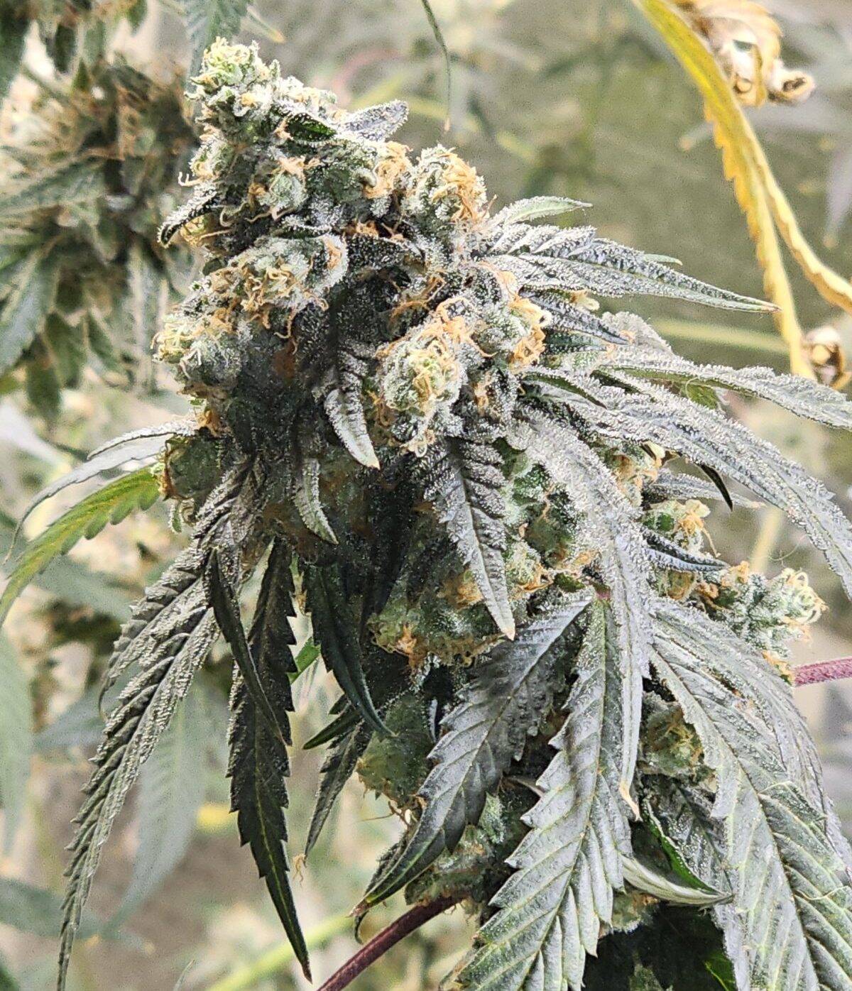 Jealousy Feminized Cannabis Plant | Cannabiz Seed Jealousy Feminized Cannabis Plant