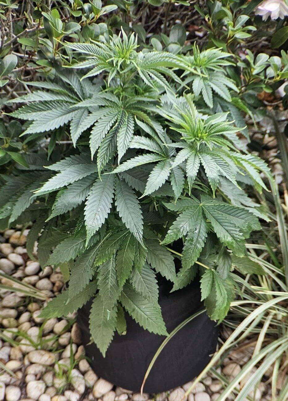 Trainwreck Beginning Stages | Cannabiz Seed Trainwreck Beginning Stages