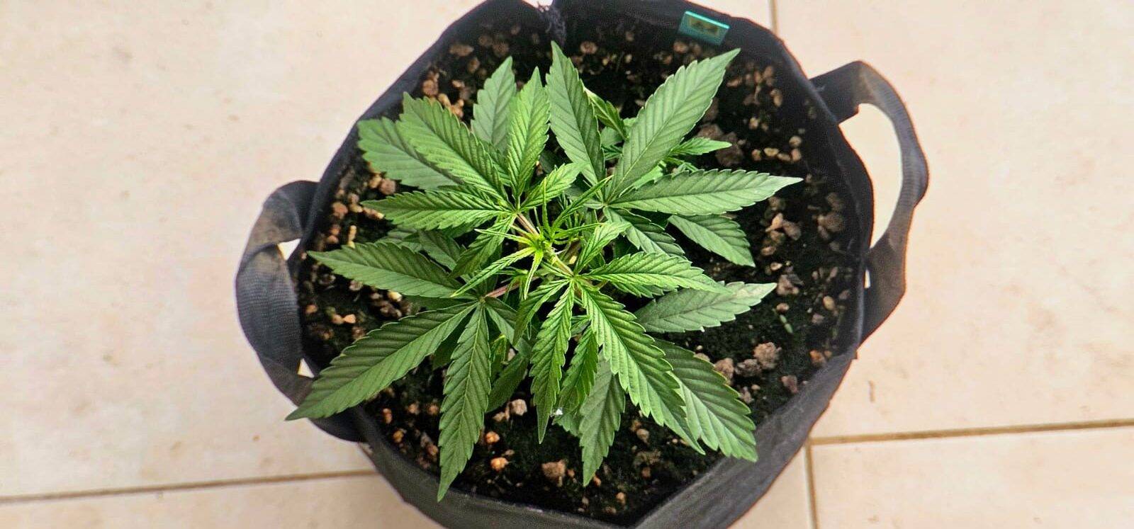 Agent Orange Regular Beginning Stages | Cannabiz Seed Agent Orange Pravidelné počáteční fáze