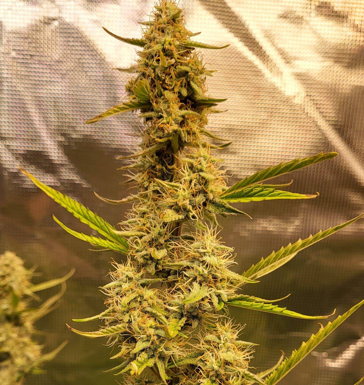 Agent Orange Regular Plant | Cannabiz Seed Agent Orange Regular Plant