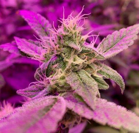 Apple Tartz Cannabis Plant | Cannabiz Seed Apple Tartz Cannabis Plant