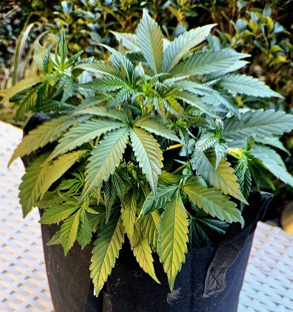 Big Haze Autoflower Beginning Stages | Cannabiz Seed Big Haze Autoflower Beginning Stages