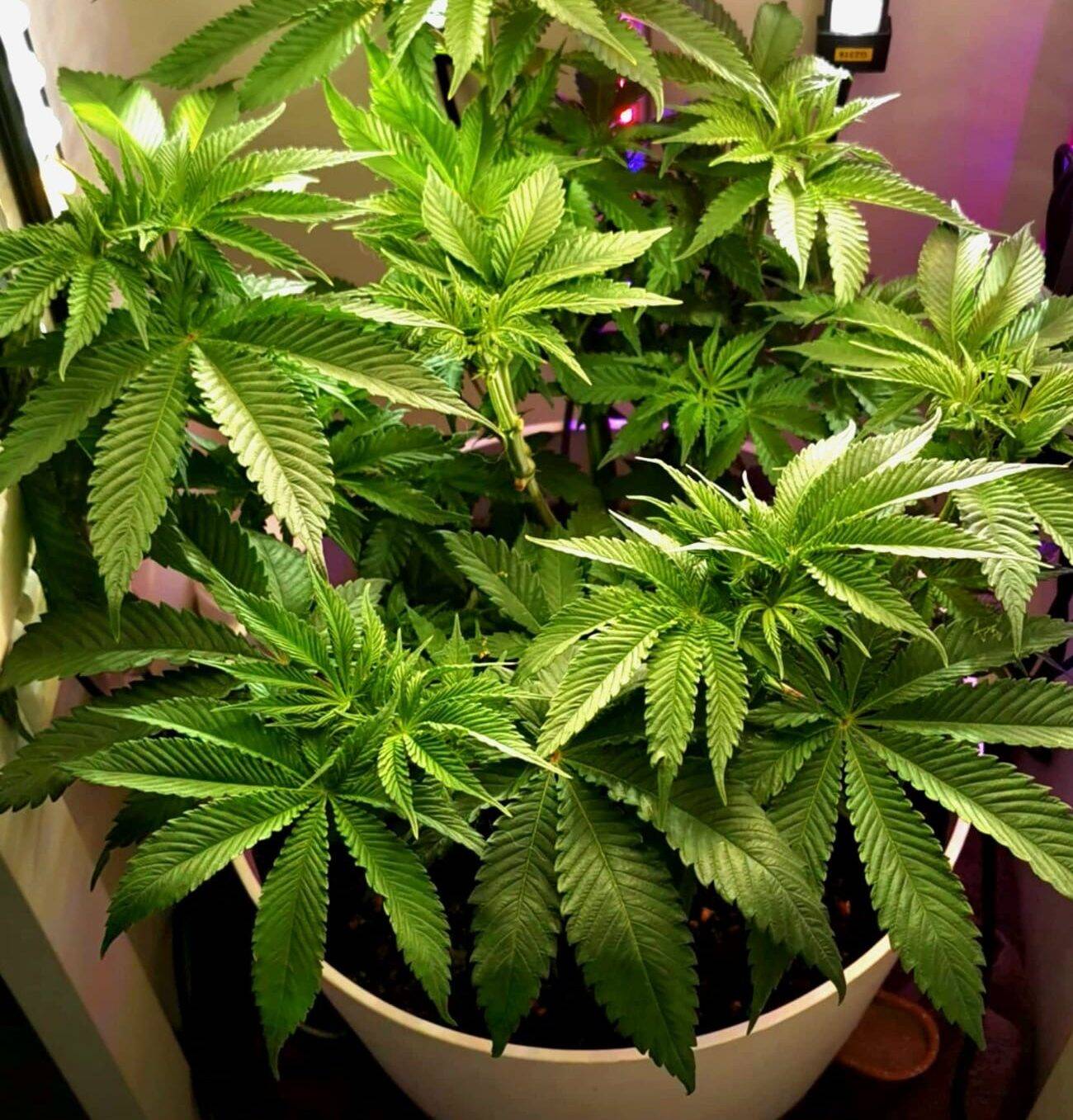 Biscotti 2.0 Beginning Stages | Cannabiz Seed Biscotti 2.0 Beginning Stages