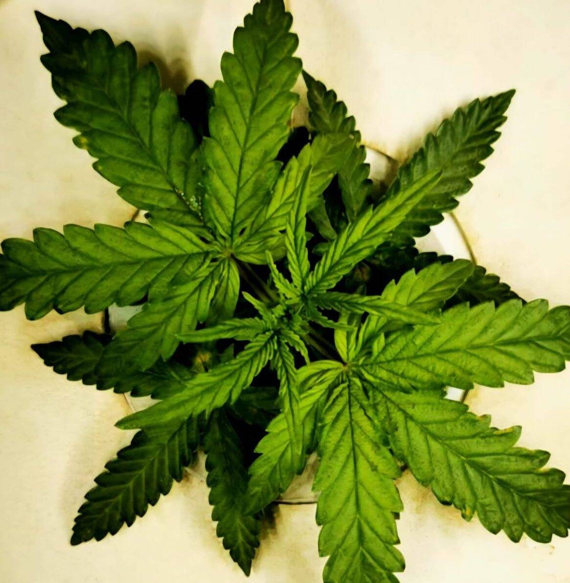 Black Diamond Feminized Beginning Stages | Cannabiz Seed Black Diamond Feminized Beginning Stages