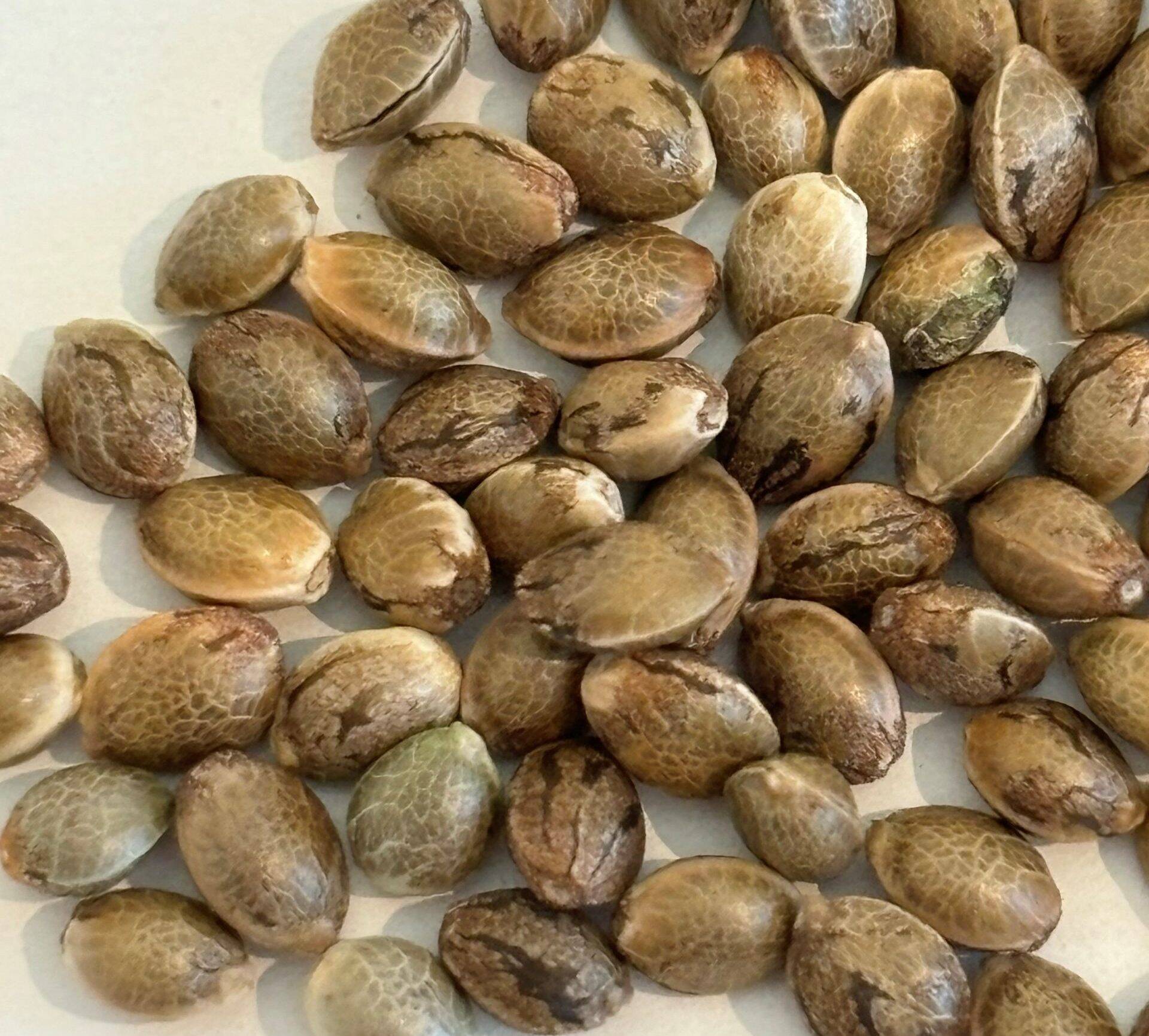 God Bud Regular Seeds | Cannabiz Seed God Bud Gewone Zaden