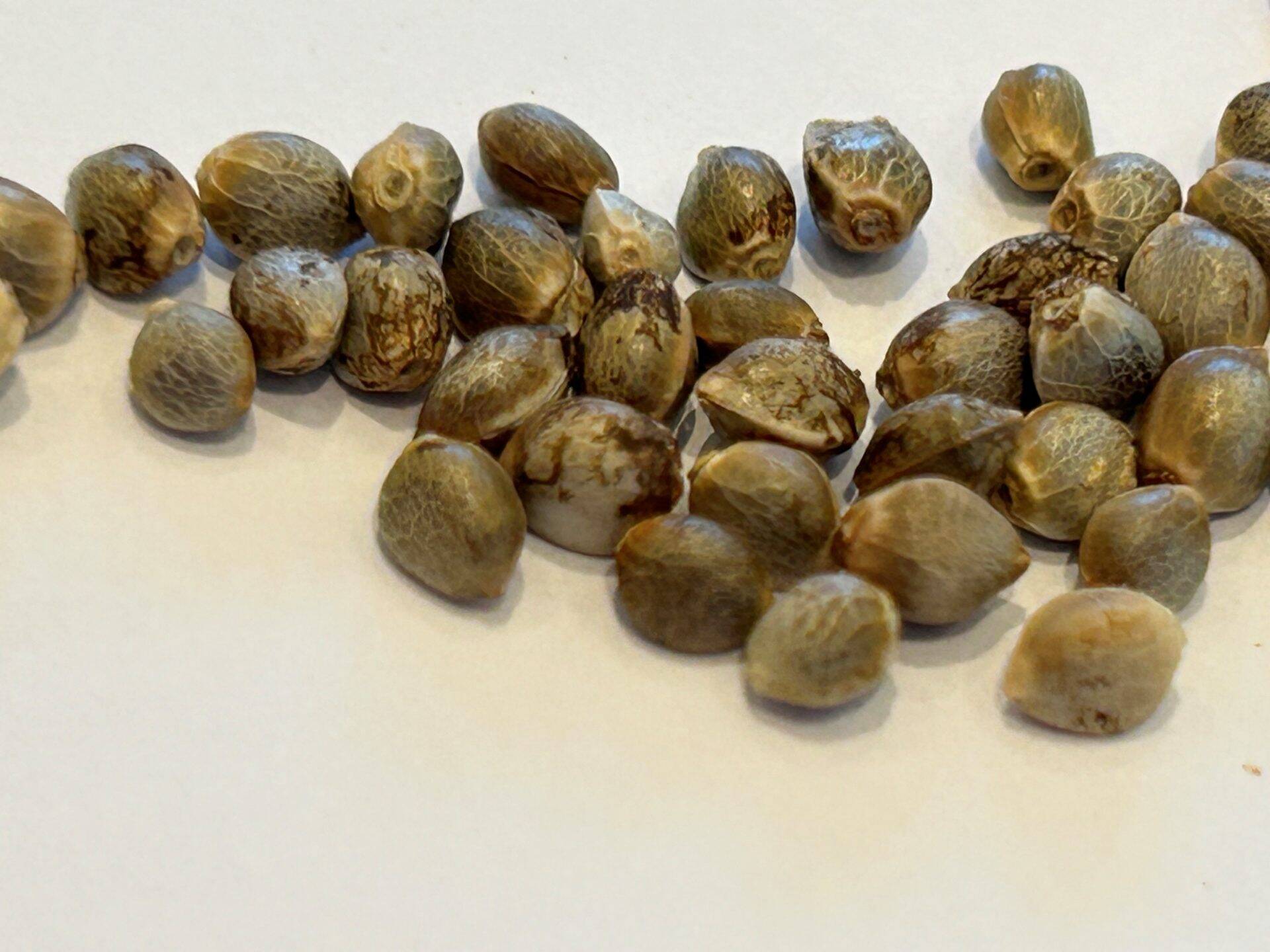 Maui Wowie Autoflower Cannabis Seeds | Cannabiz Seed Samonakvétací konopná semínka Maui Wowie