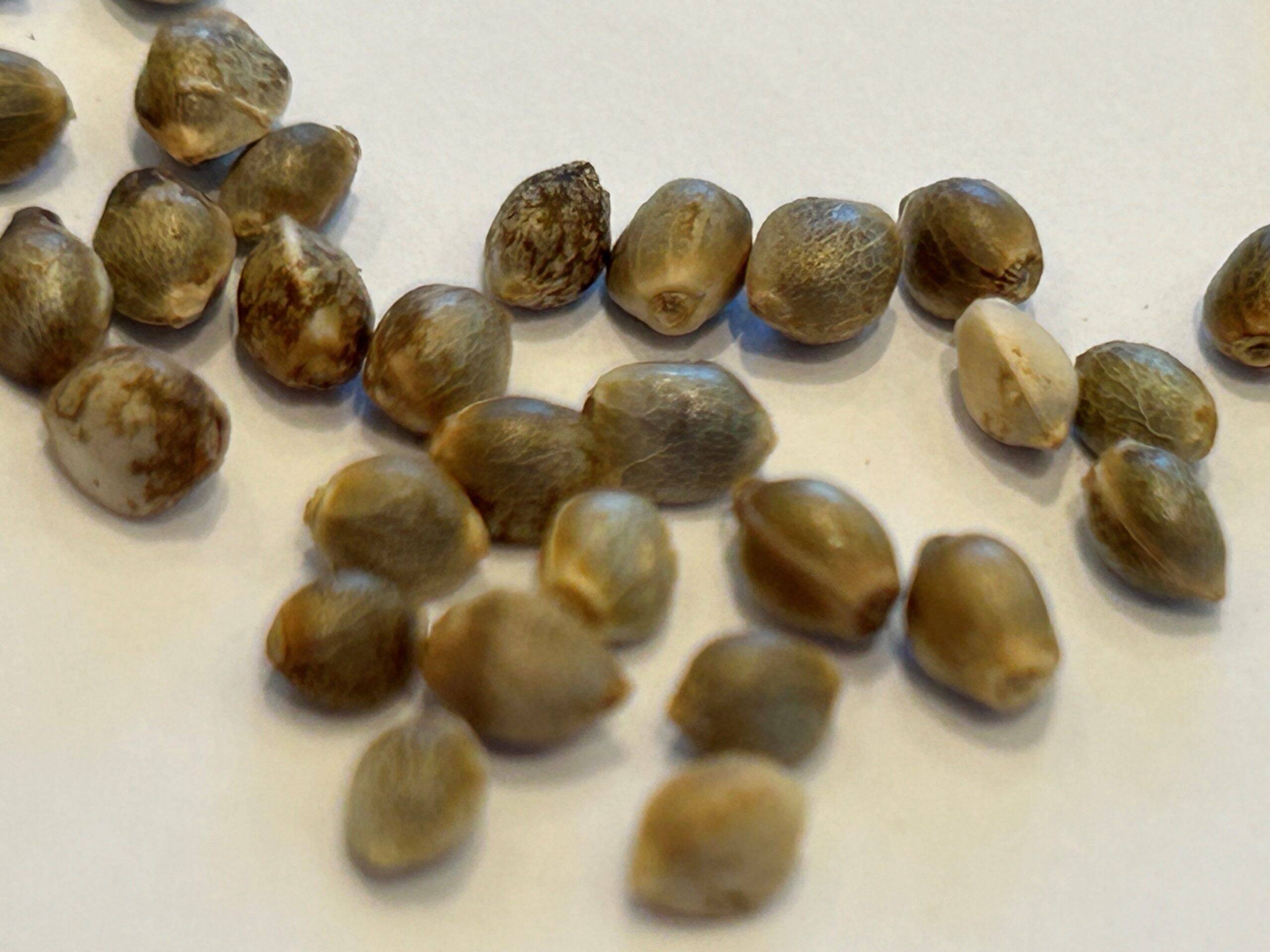 Sour Diesel Autoflower Cannabis Seeds | Cannabiz Seed Sour Diesel Autoflower Cannabis Seeds