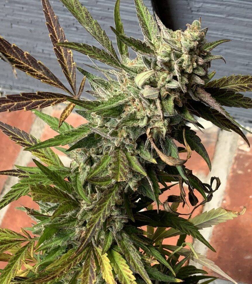 Vietnamese Black Cannabis Plant | Cannabiz Seed Vietnamese Black Cannabis Plant