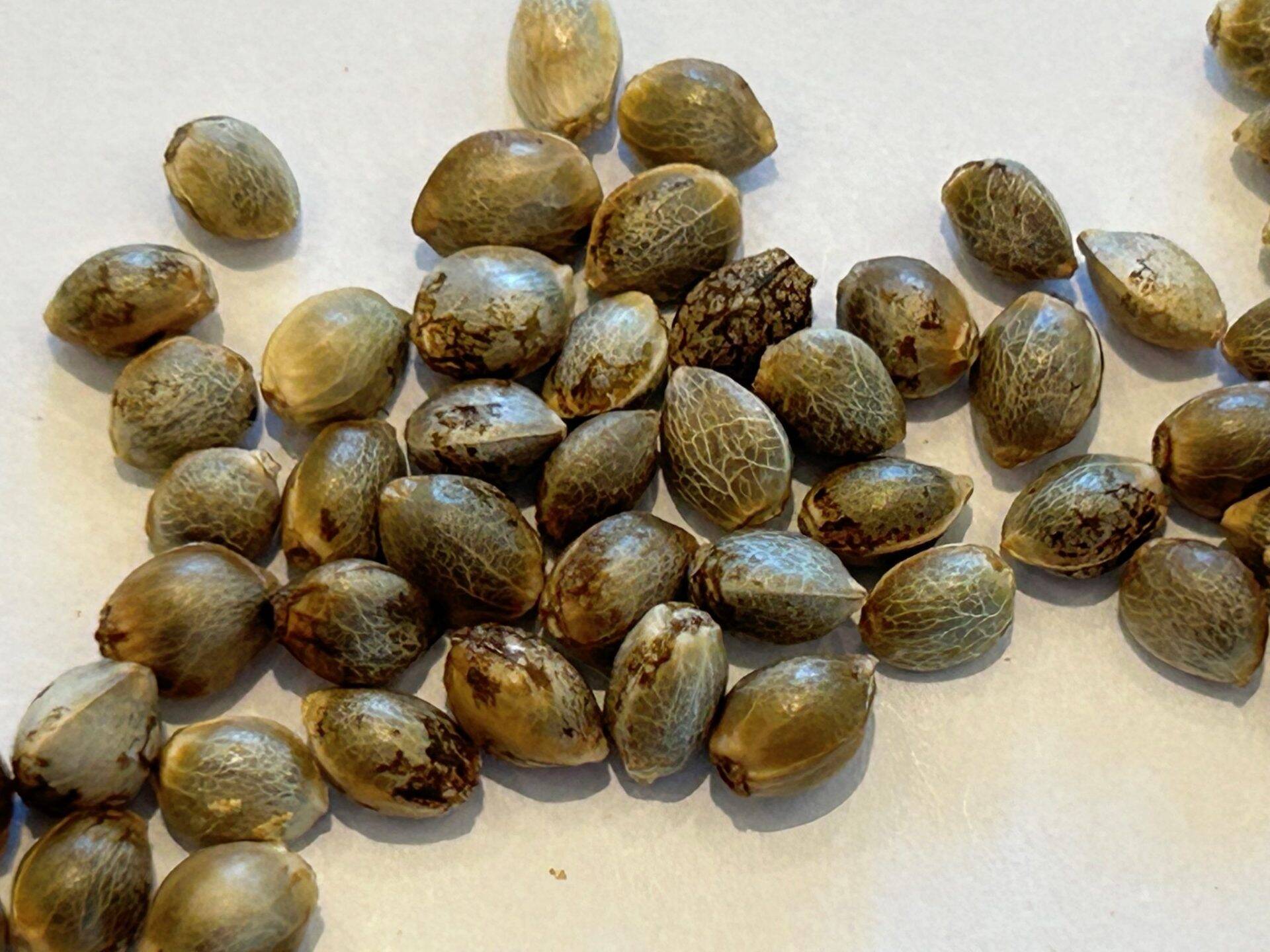 Green Crack Autoflower Seeds | Cannabiz Seed Green Crack Autoflower seemned