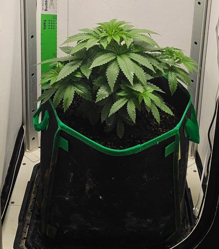 Grape Ape Beginning Stages before Flowering | Cannabiz Seed Viinamarjapuu algstaadiumid enne õitsemist