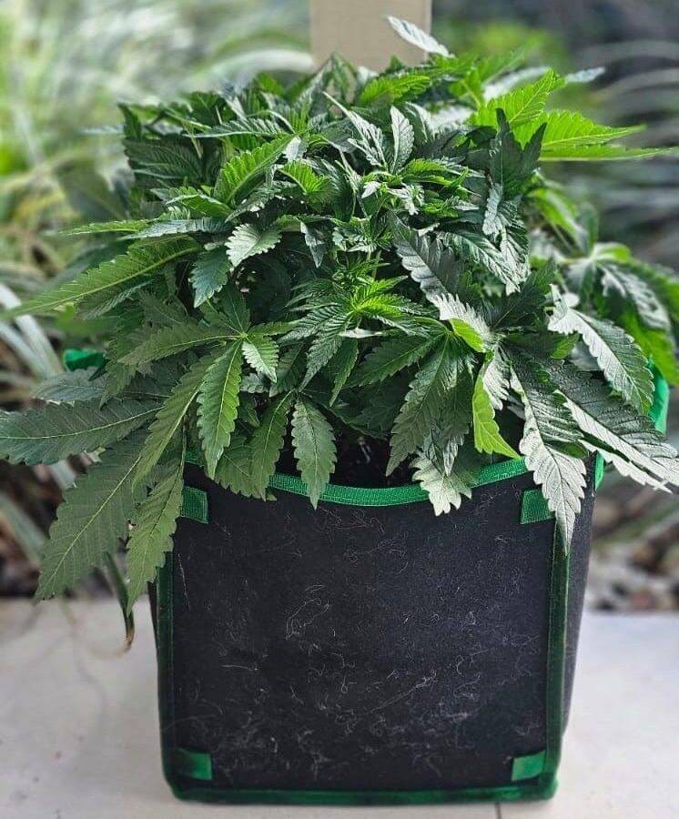 Snoop Dog OG Beginning Stages before flowering | Cannabiz Seed Snoop Dog OG algstaadiumid enne õitsemist