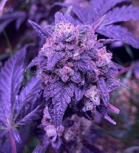 Grape Ape Cannabis Strain | Cannabiz Seed Viinamarja viinamarja kanepitüvi