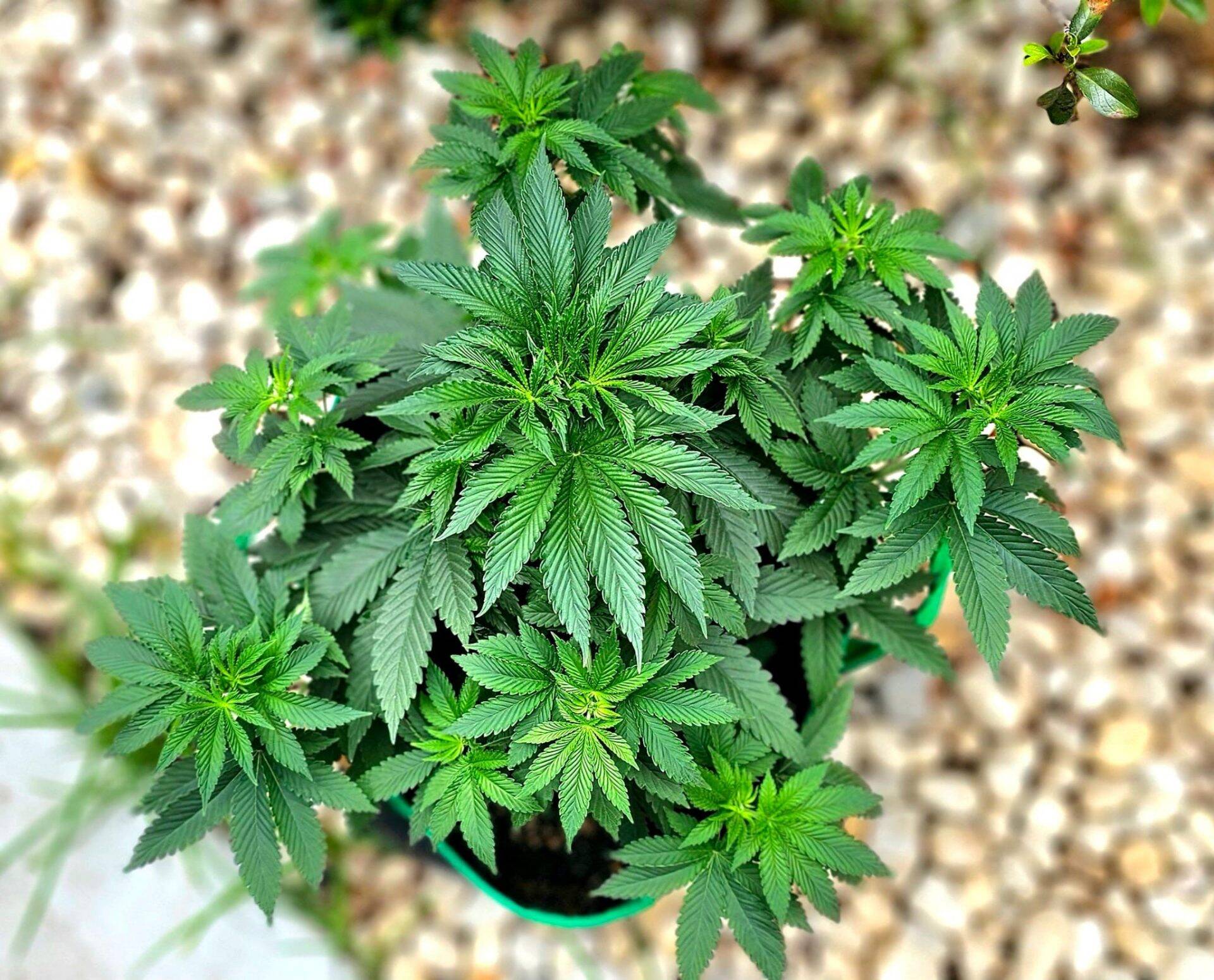Lemon Daddy Autoflower Begining Stages | Cannabiz Seed "Lemon Daddy" savaiminio žydėjimo pradžios etapai