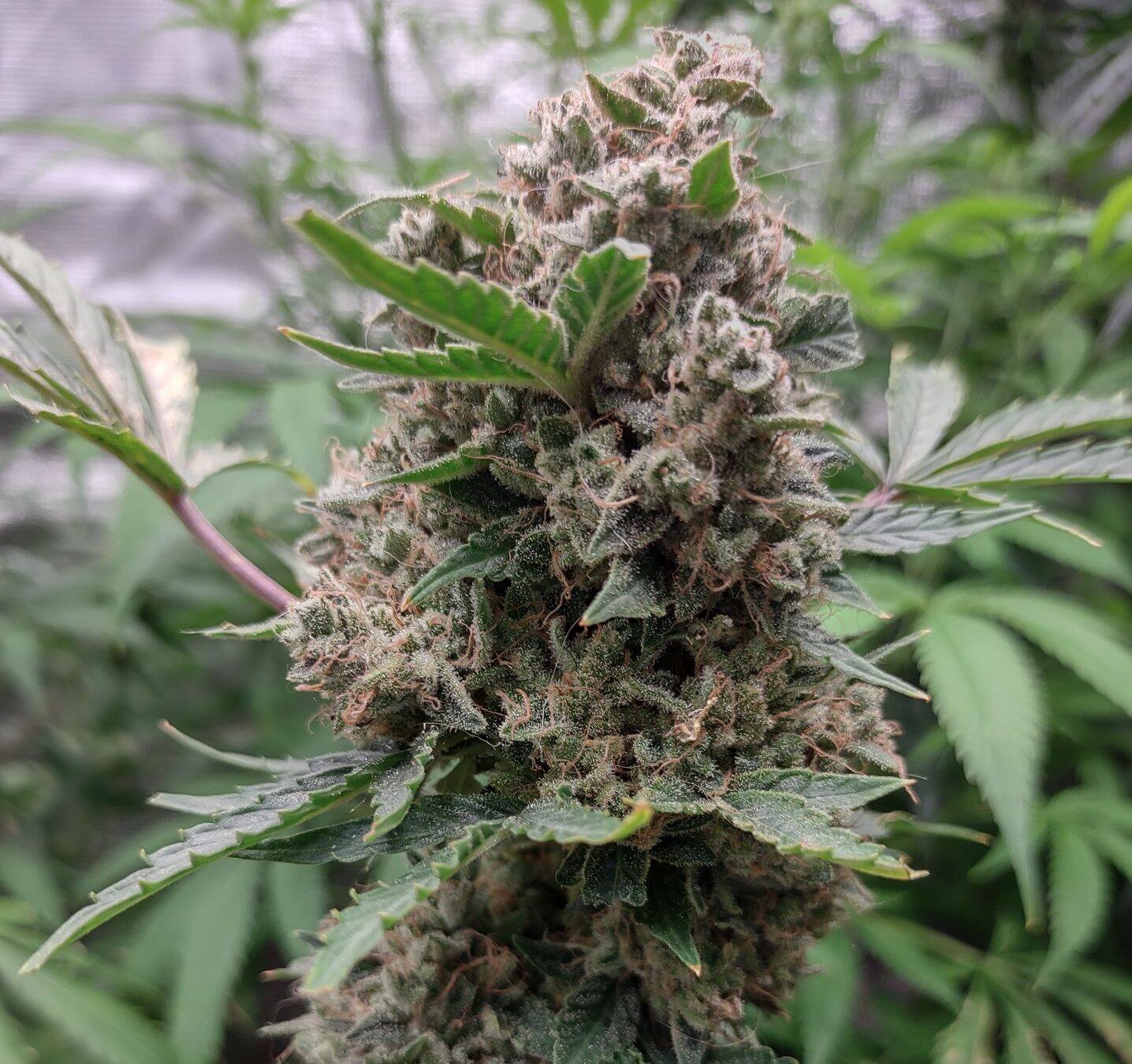 Lemon Daddy Autoflower Cannabis Plant | Cannabiz Seed Lemon Daddy savaiminio žydėjimo kanapių augalas