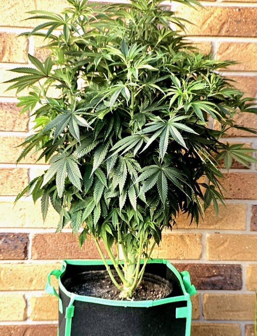 Lemon Skunk Autoflower Beginning Stages | Cannabiz Seed Lemon Skunk Počáteční stádia samonakvétání