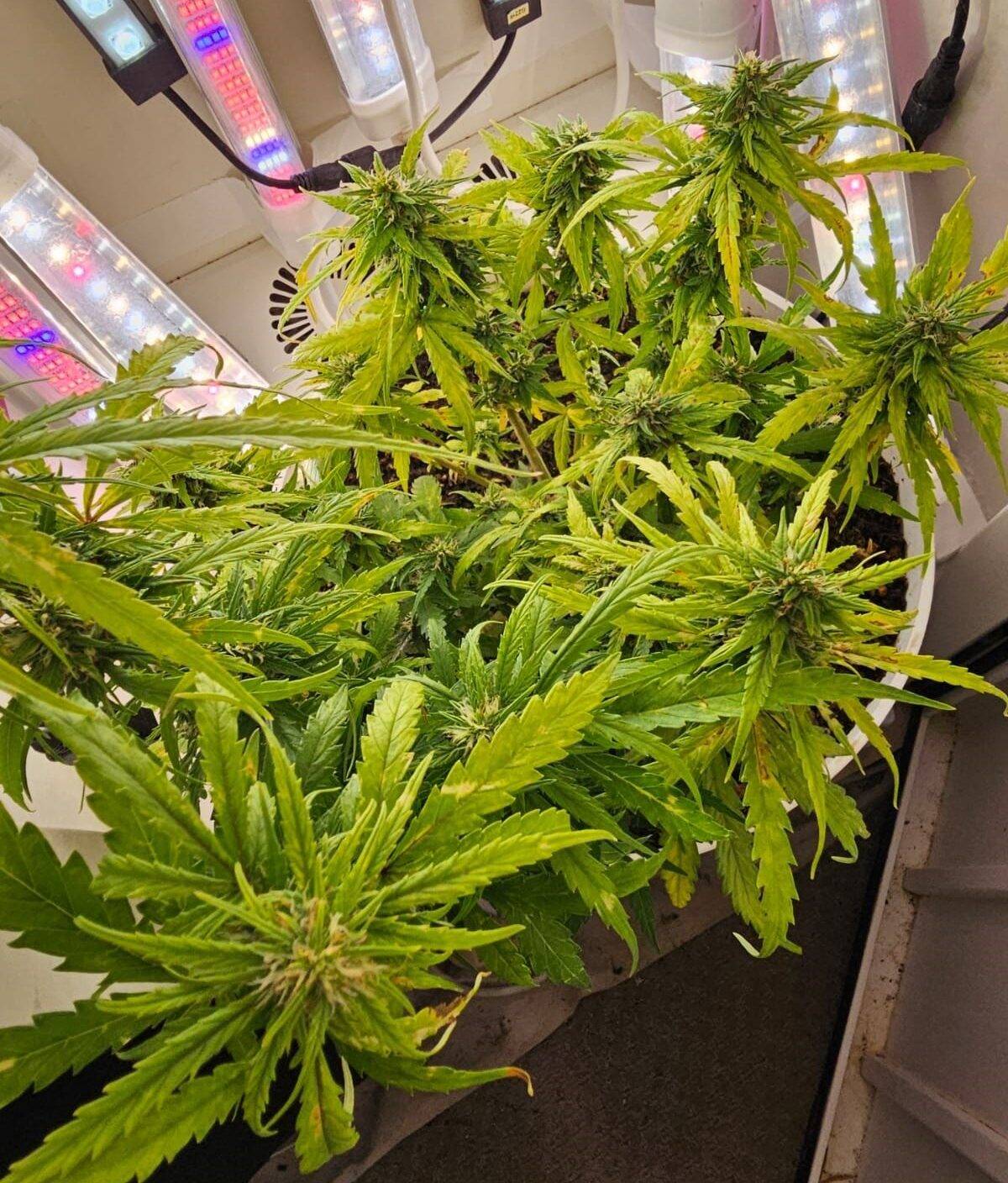Dwarf Low Flyer Autoflower Beginning Stages | Cannabiz Seed Dwarf Low Flyer Autoflower begyndelsesstadier