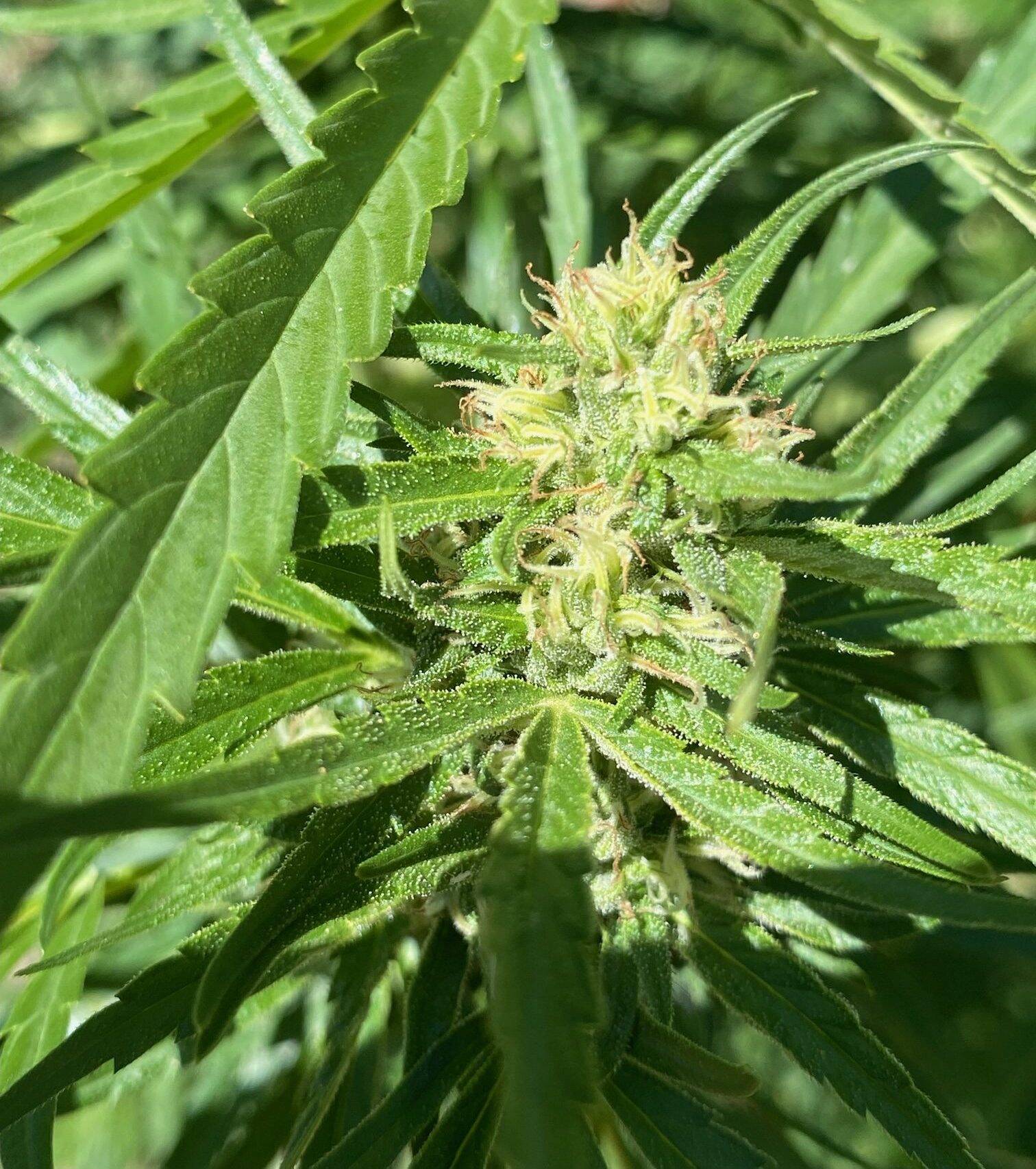 Dwarf Low Flyer Autoflower Cannabis Plant | Cannabiz Seed Dwarf Low Flyer Autoflower Cannabis-plante