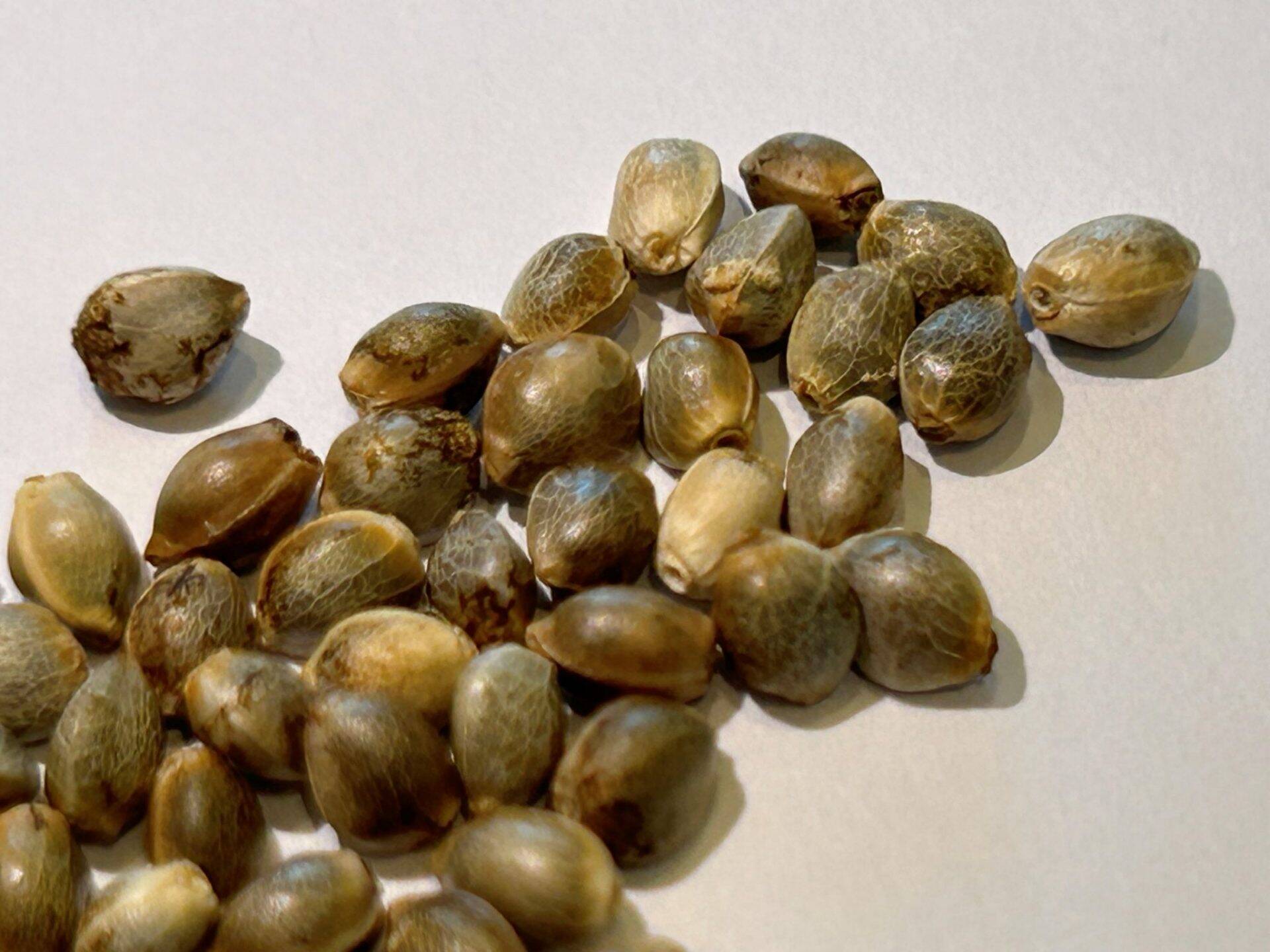 Dwarf Low Flyer Autoflower Cannabis Seeds | Cannabiz Seed Dwarf Low Flyer Autoflower cannabisfrø