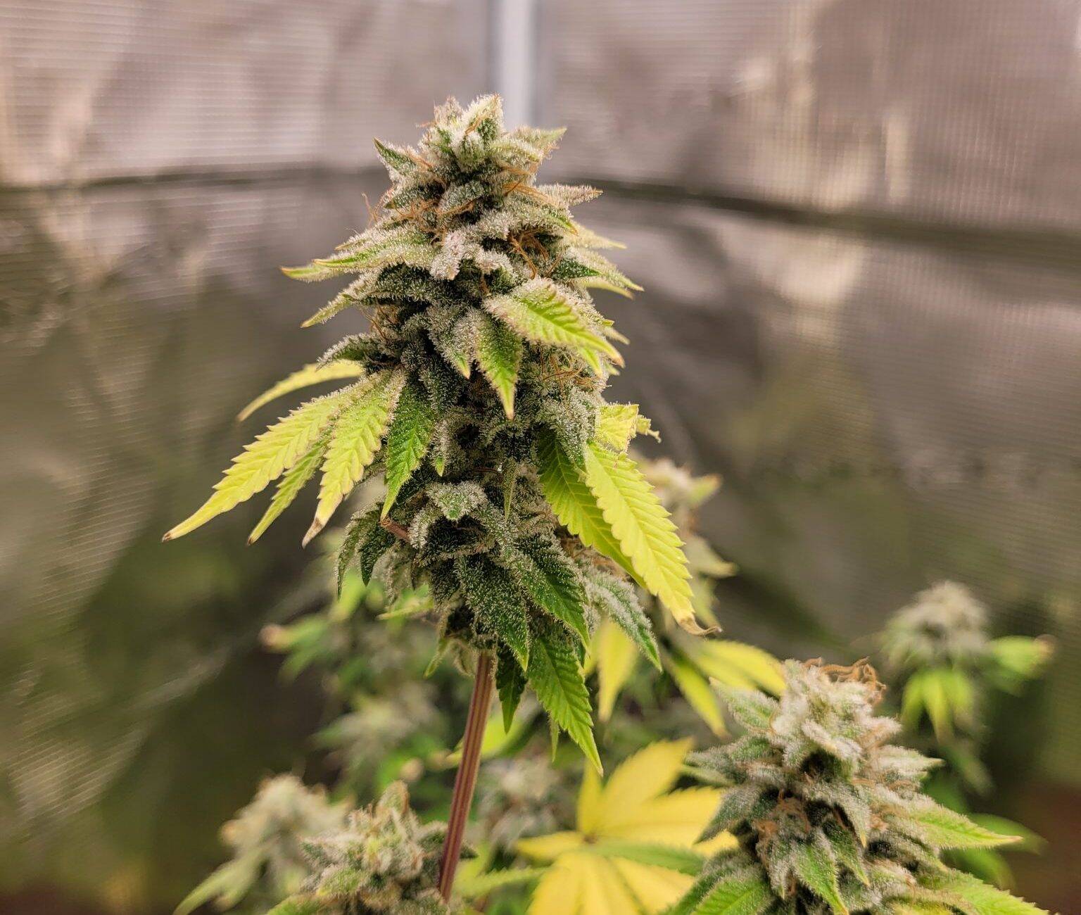 24K Gold Autoflower Cannabis Plant | Cannabiz Seed 24K Gold Autoflower Cannabis Pflanze