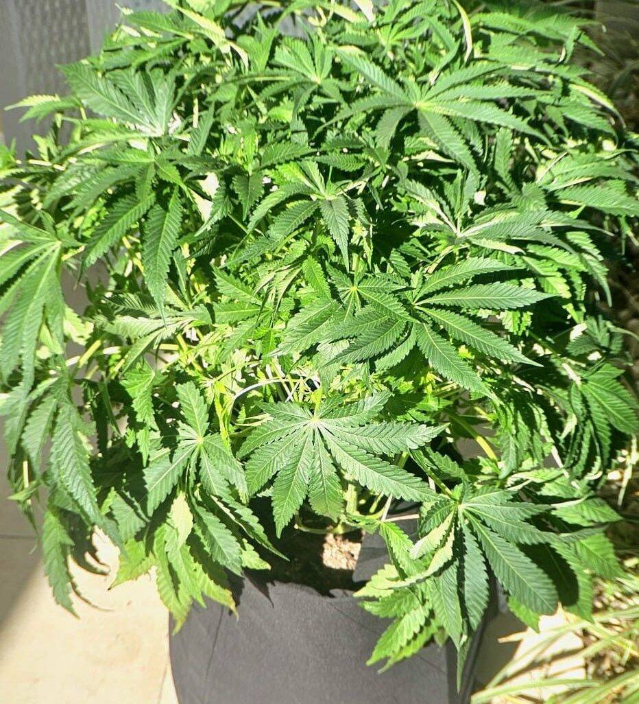 ACDC CBD Beginning Stages | Cannabiz Seed ACDC CBD pradiniai etapai