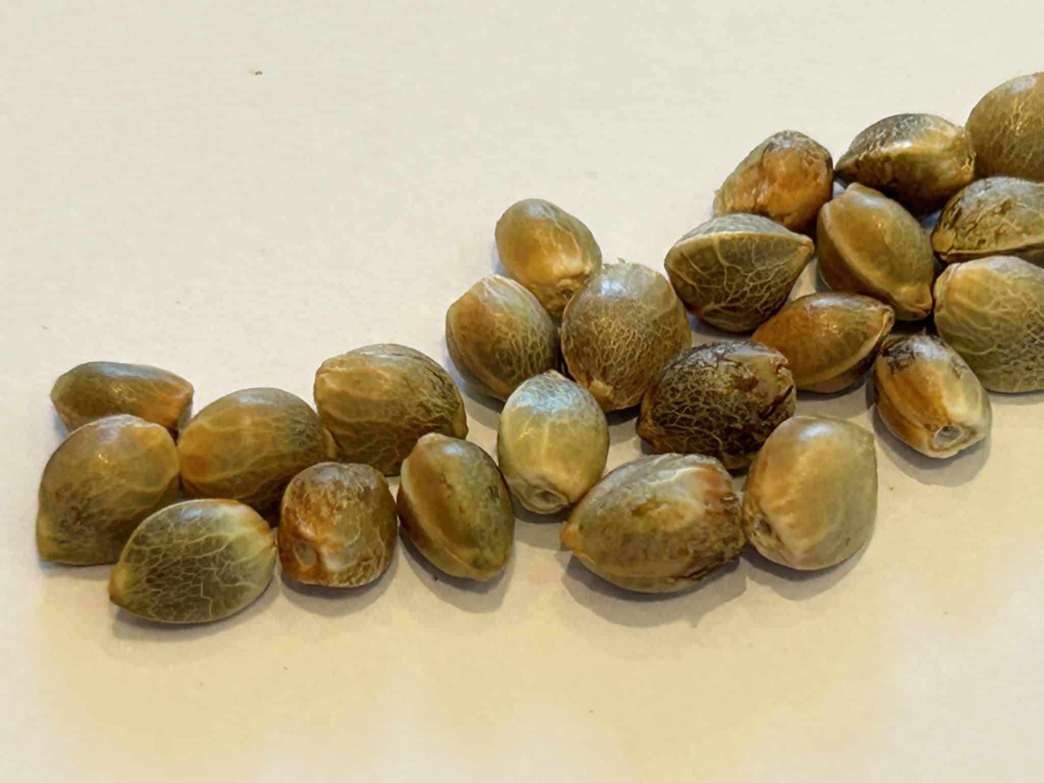 Blue Dream Image of Seeds | Cannabiz Seed Blue Dream Feminized Cannabis Seeds