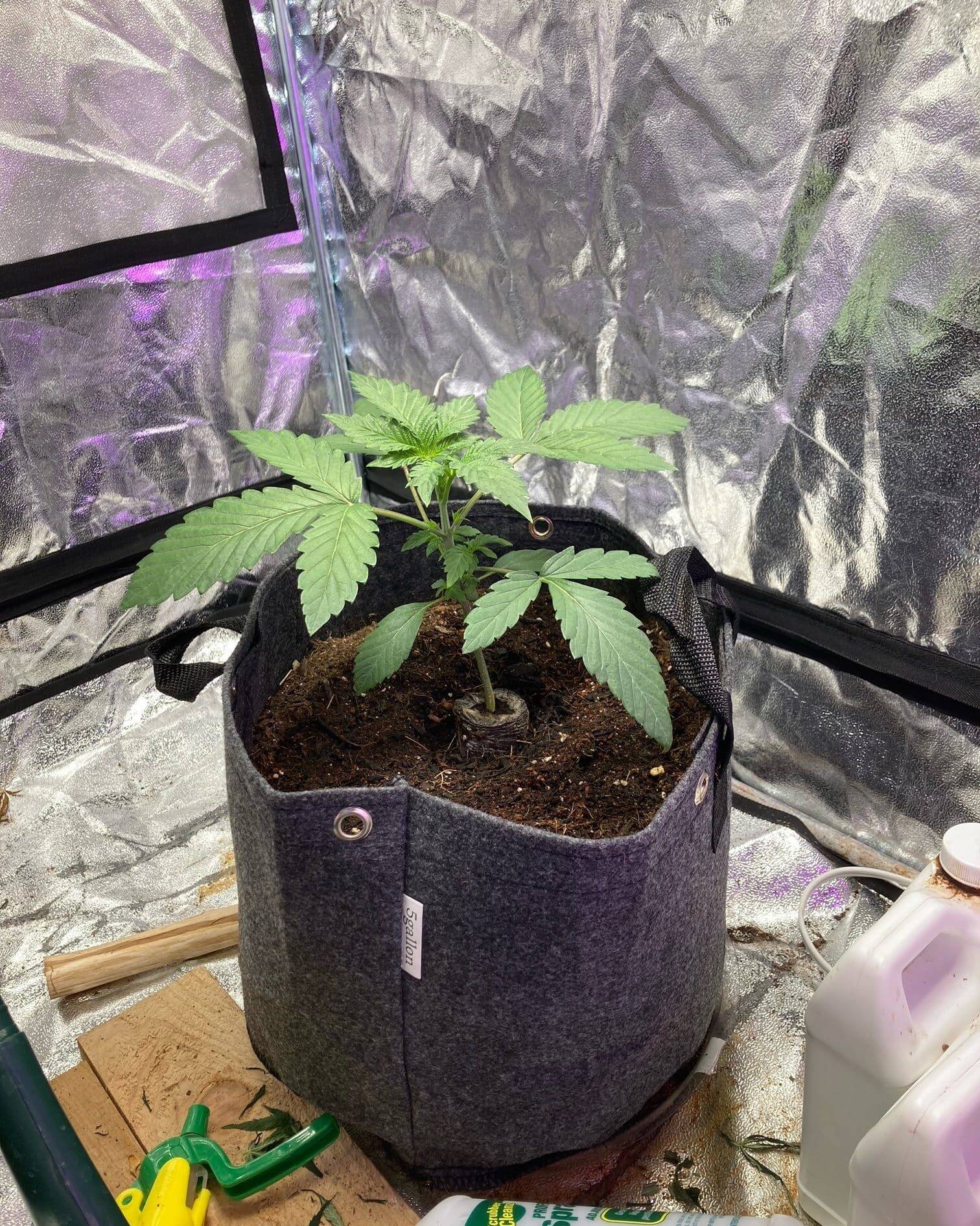 Blue Dream Teen Phase | Cannabiz Seed Blue Dream Teen Phase in Grow Room