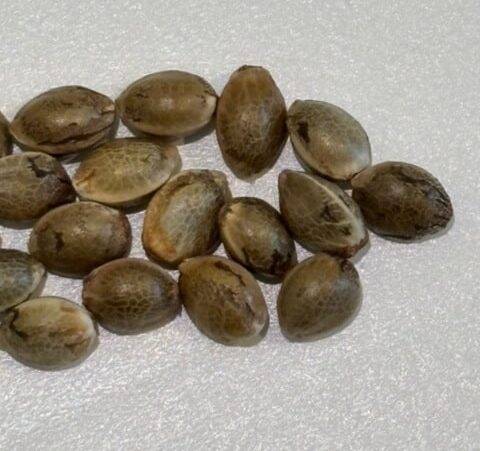 Biddy Early Seeds Image of Seeds | Cannabiz Seed Biddy Early Seeds Image of Seeds