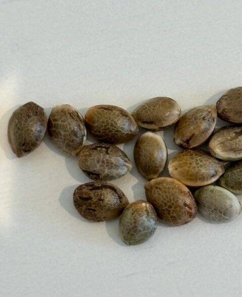 Bear Dance Autoflower Cannabis Seeds | Cannabiz Seed Bear Dance Autoflower Cannabis Seeds