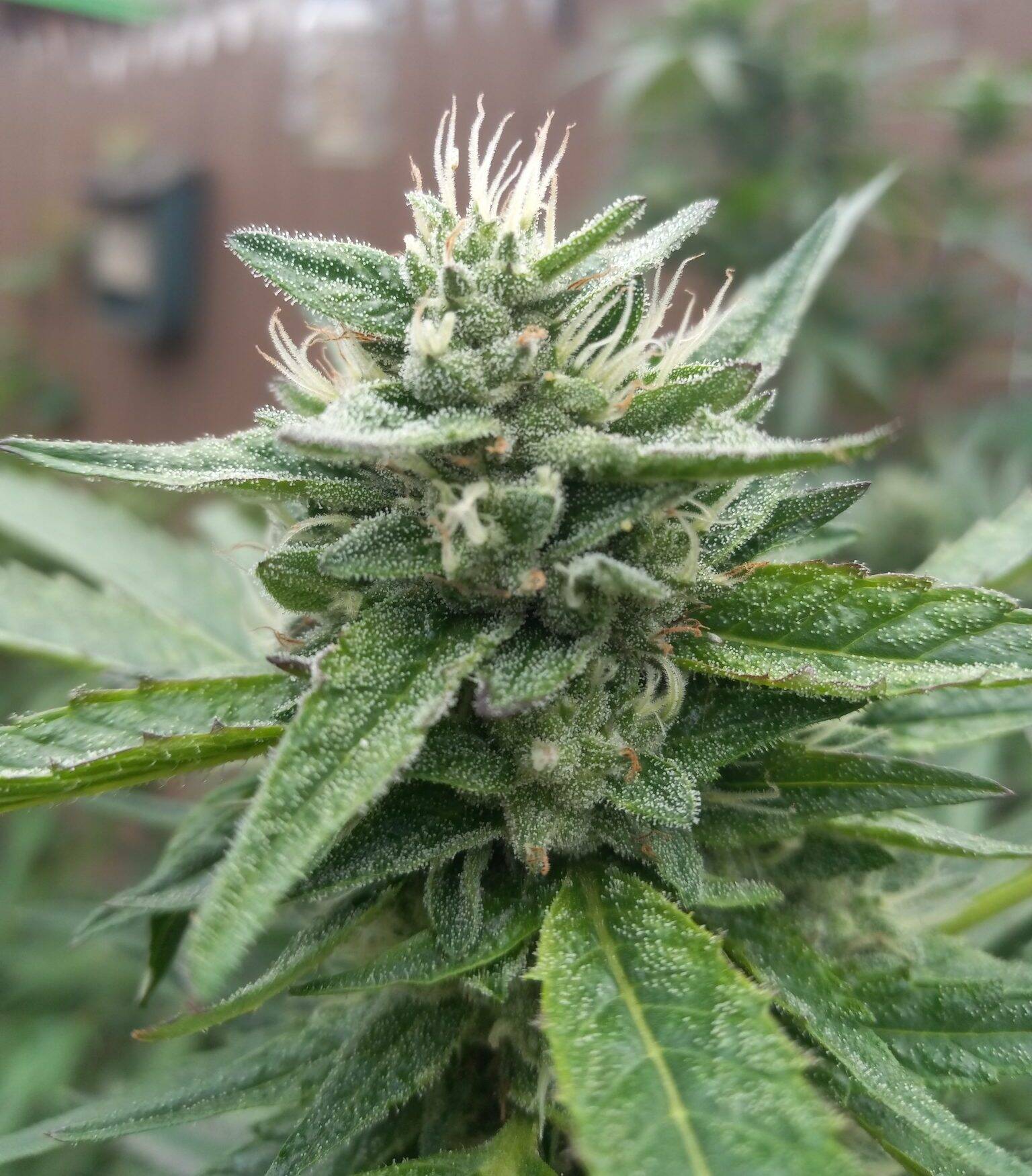 Bear Dance Autoflower Cannabis | Cannabiz Seed Bear Dance Autoflower Cannabis