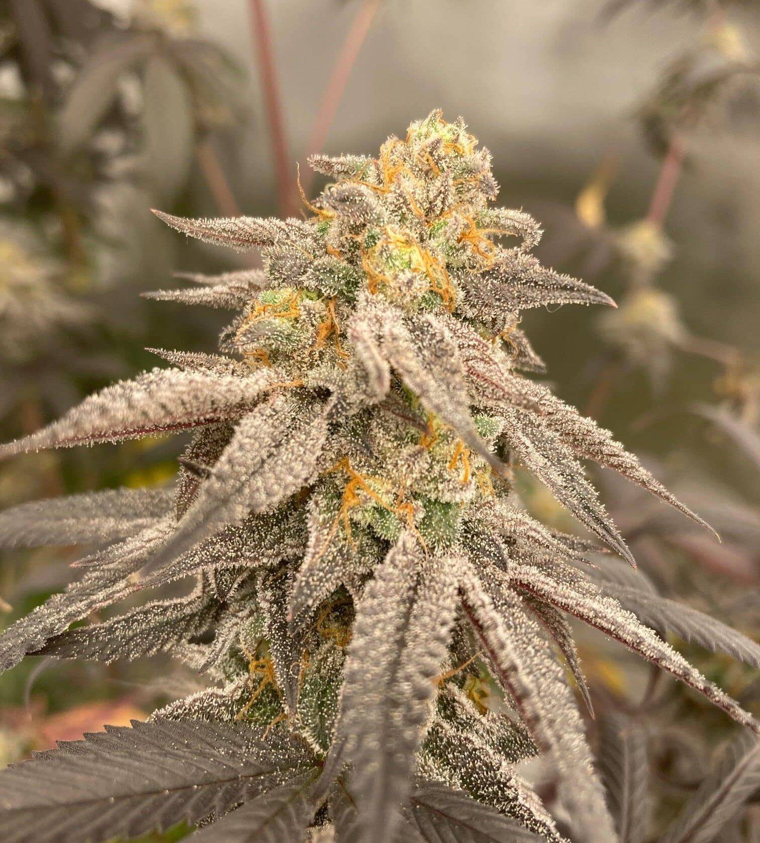 Cherry Pie Feminized Cannabis Plant | Cannabiz Seed Cherry Pie Feminized Cannabis Plant