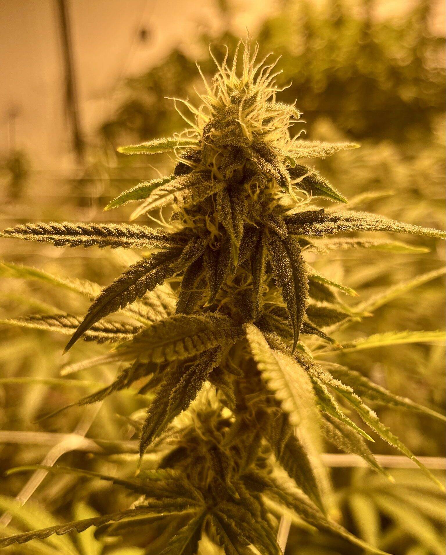 Watermelon Autoflower Cannabis | Cannabiz Seed Watermelon Autoflower Cannabis Image indoor grow room